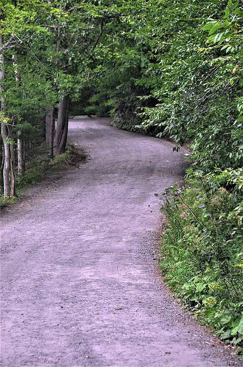 forested road